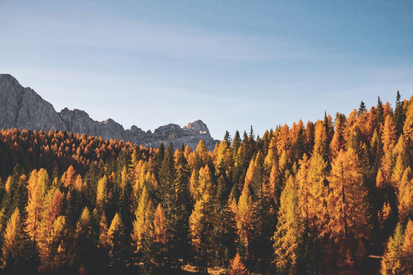Autumn trees below mountain peaks